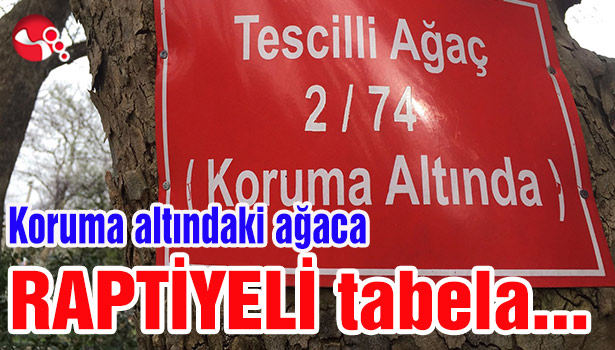 Koruma altındaki ağaca RAPTİYELİ tabela