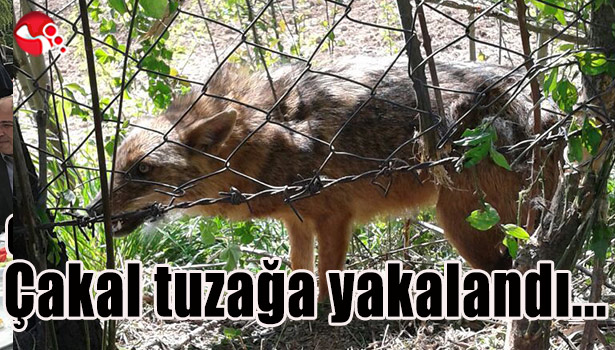 Çakal tuzağa yakalandı...