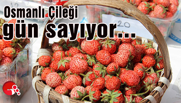 Osmanlı Çileği gün sayıyor...