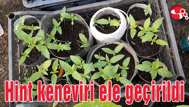 Hint keneviri ele geçirildi