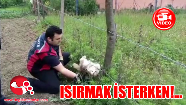 Isırmak isterken tellerden kurtuldu...
