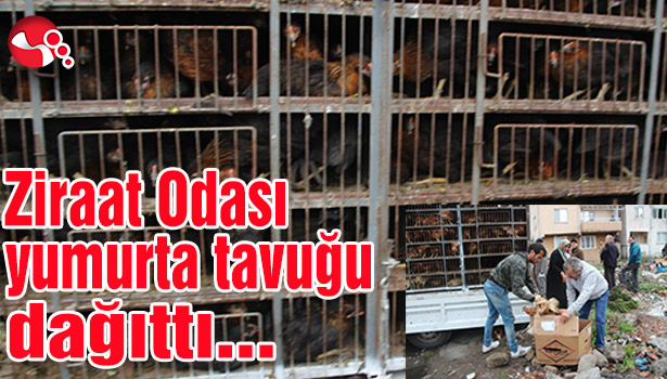 Ziraat Odası yumurta tavuğu dağıttı...
