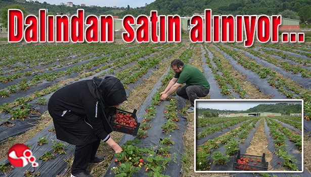 Dalından satın alınıyor...