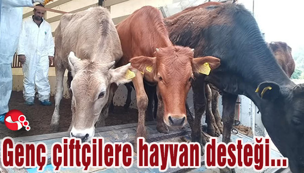 Genç çiftçilere hayvan desteği...