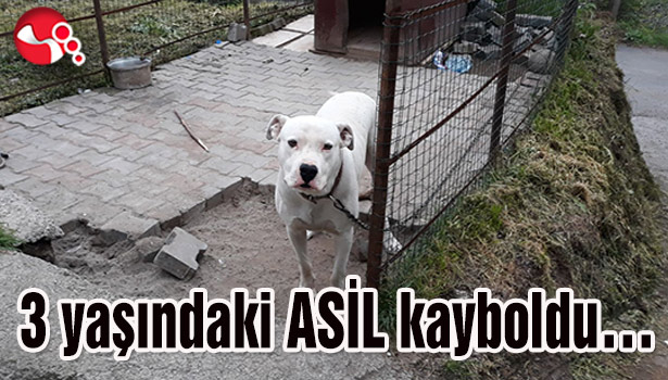 3 yaşındaki ASİL kayboldu...