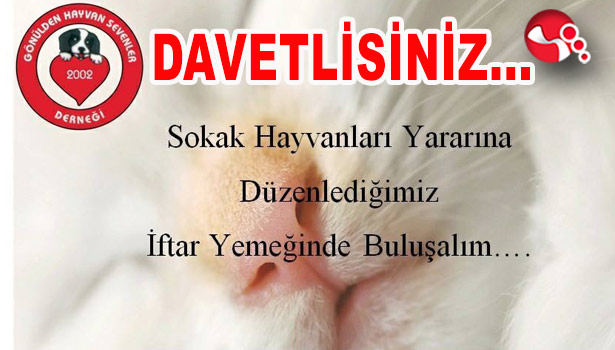 Sokak Hayvanları için bir araya gelecekler...