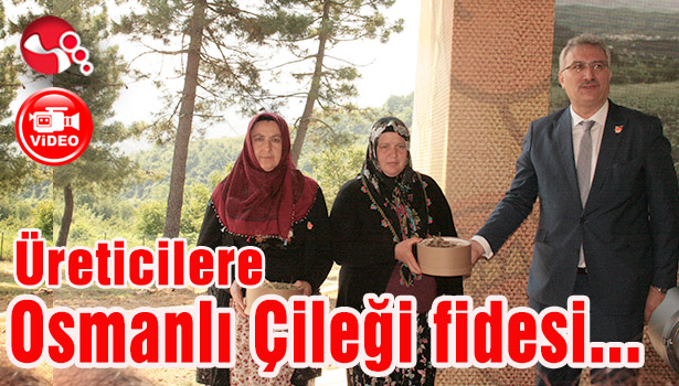 Üreticilere Osmanlı Çileği fidesi dağıtıldı...
