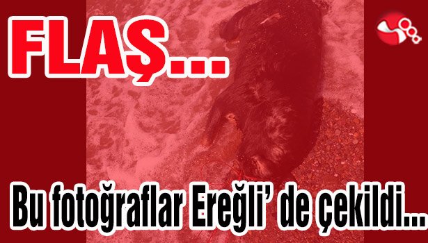 Bu fotoğraflar Ereğli' de çekildi...