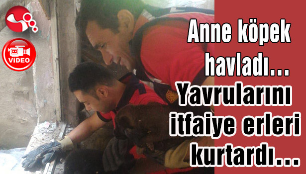 Anne köpek havladı... Yavrularını itfaiye erleri kurtardı...
