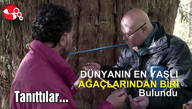 Dünyanın en yaşlı ağacını tanıttılar...
