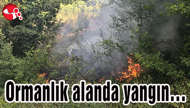 Ormanlık alanda yangın...