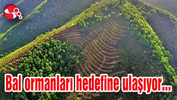 Bal ormanları hedefine ulaşıyor...
