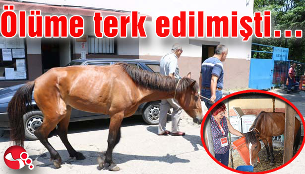 Ölüme terk edilmişti...