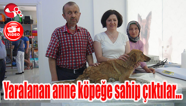 Yaralanan anne köpeğe sahip çıktılar...