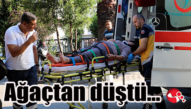 Ağaçtan düştü...