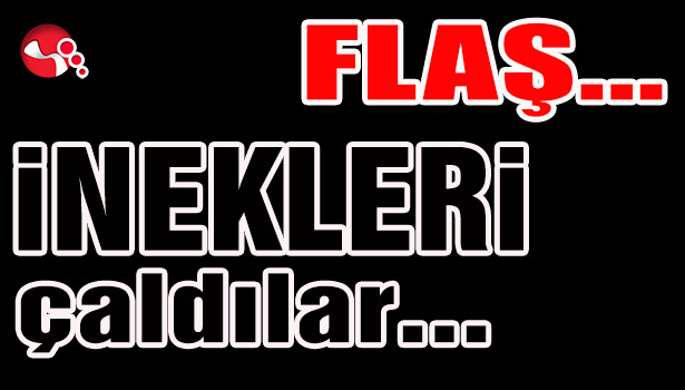 İnekleri çaldılar...