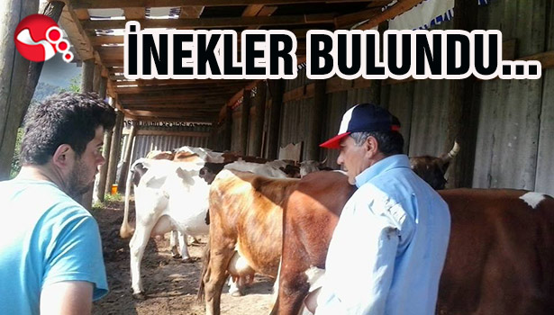 İnekler bulundu...