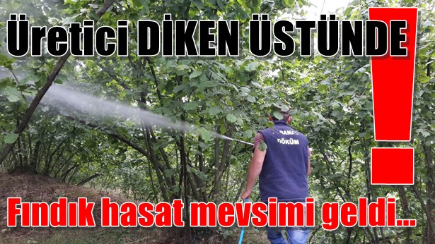 Fındık hasat mevsimi geldi... Üretici DİKEN ÜSTÜNDE!