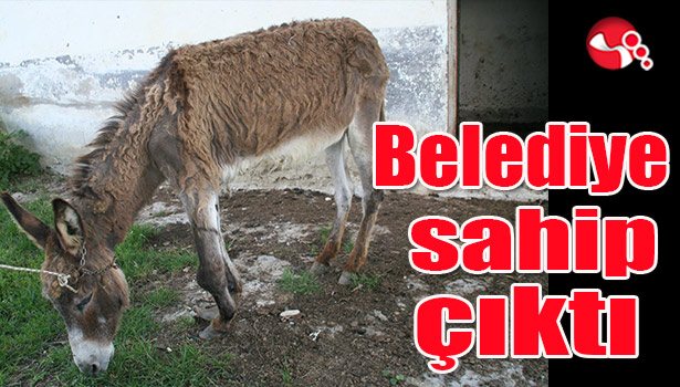 Belediye sahip çıktı