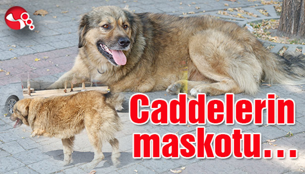 Caddelerin maskotu...