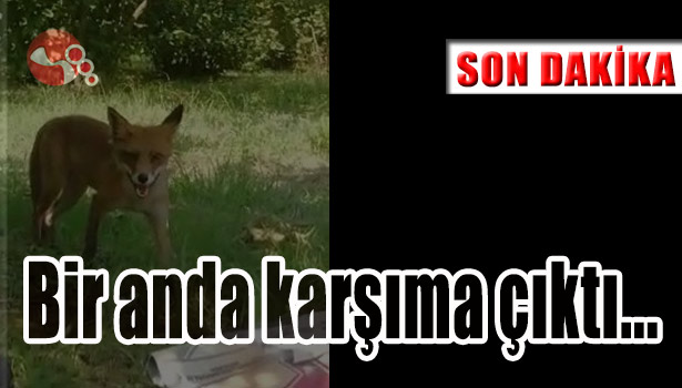 Bir anda karşıma çıktı...