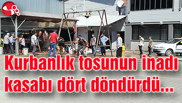 Kurbanlık tosunun inadı kasabı dört döndürdü