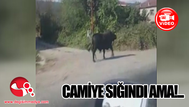 Kaçan boğa köyde tur attı