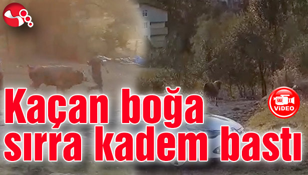Kaçan boğa sırra kadem bastı