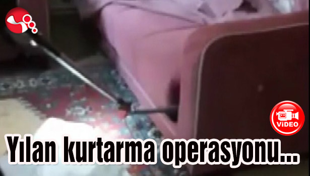 Yılan yakalama operasyonu...