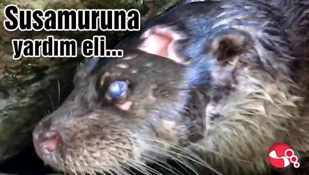 Susamuruna yardım eli...