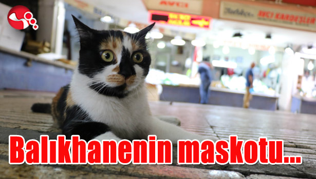 Balıkhanenin maskotu...