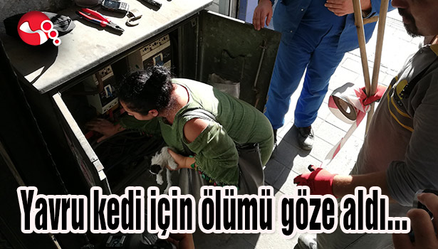 Yavru kedi için ölümü göze aldı...