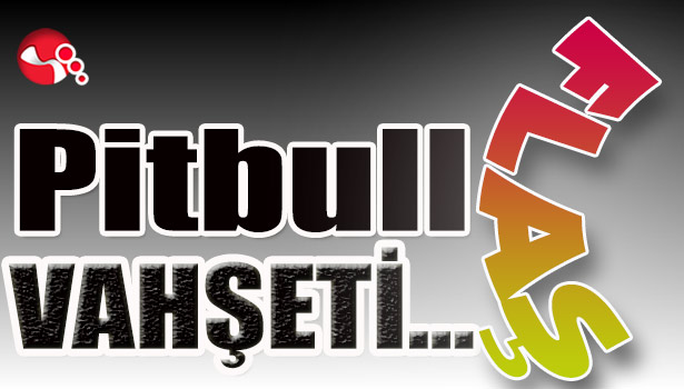 Pitbull vahşeti...