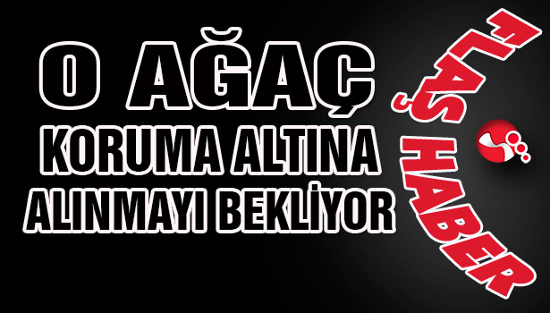 O ağaç koruma altına alınmayı bekliyor