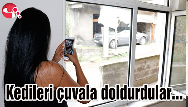 Kedileri çuvala doldurdular...