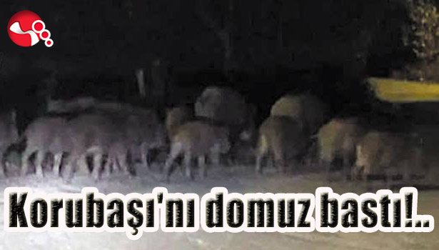 Korubaşı'nı domuz bastı!..