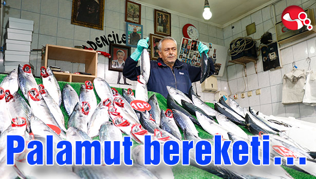 Palamut bereketi...