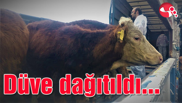 Düve dağıtıldı...