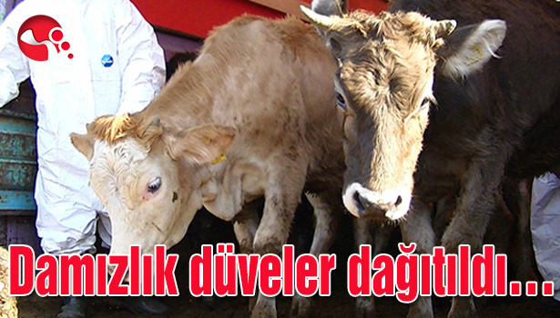 Damızlık düveler dağıtıldı...