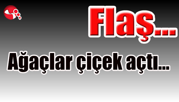 Ağaçlar çiçek açtı...