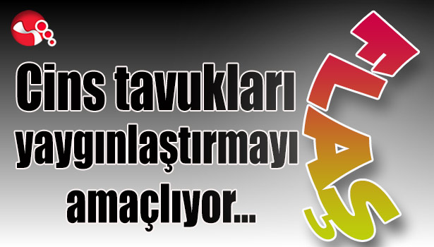 Cins tavukları yaygınlaştırmayı amaçlıyor...