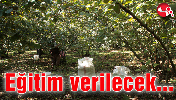 Fındık yetiştiricileri eğitilecek