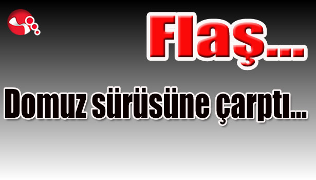 Domuz sürüsüne çarptı...