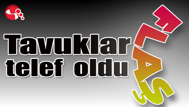 Tavuklar telef oldu...