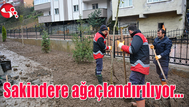 Sakindere ağaçlandırılıyor...