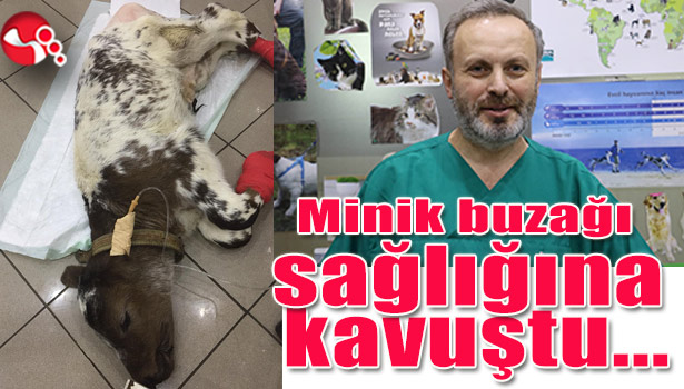 Minik buzağı sağlığına kavuştu...