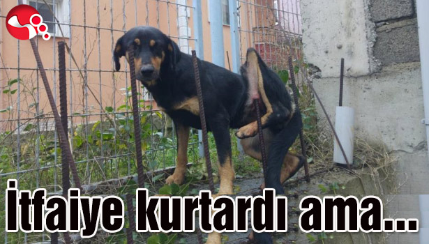 İtfaiye kurtardı ama...