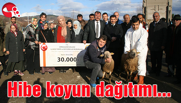 Hibe koyun dağıtımı yapıldı...
