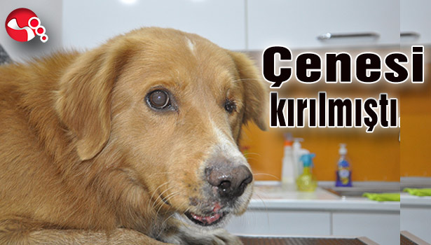 Çenesi kırılmıştı...