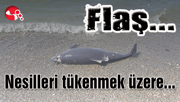 Nesilleri tükenmek üzere...